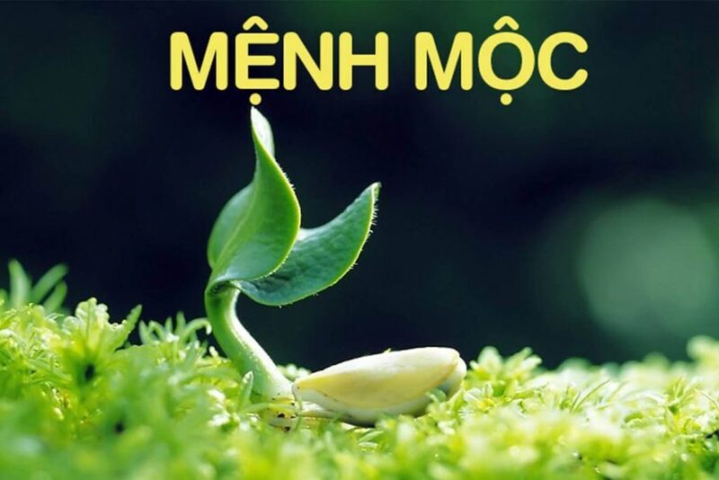 Người mệnh Mộc hợp với màu đen, xám, hồng